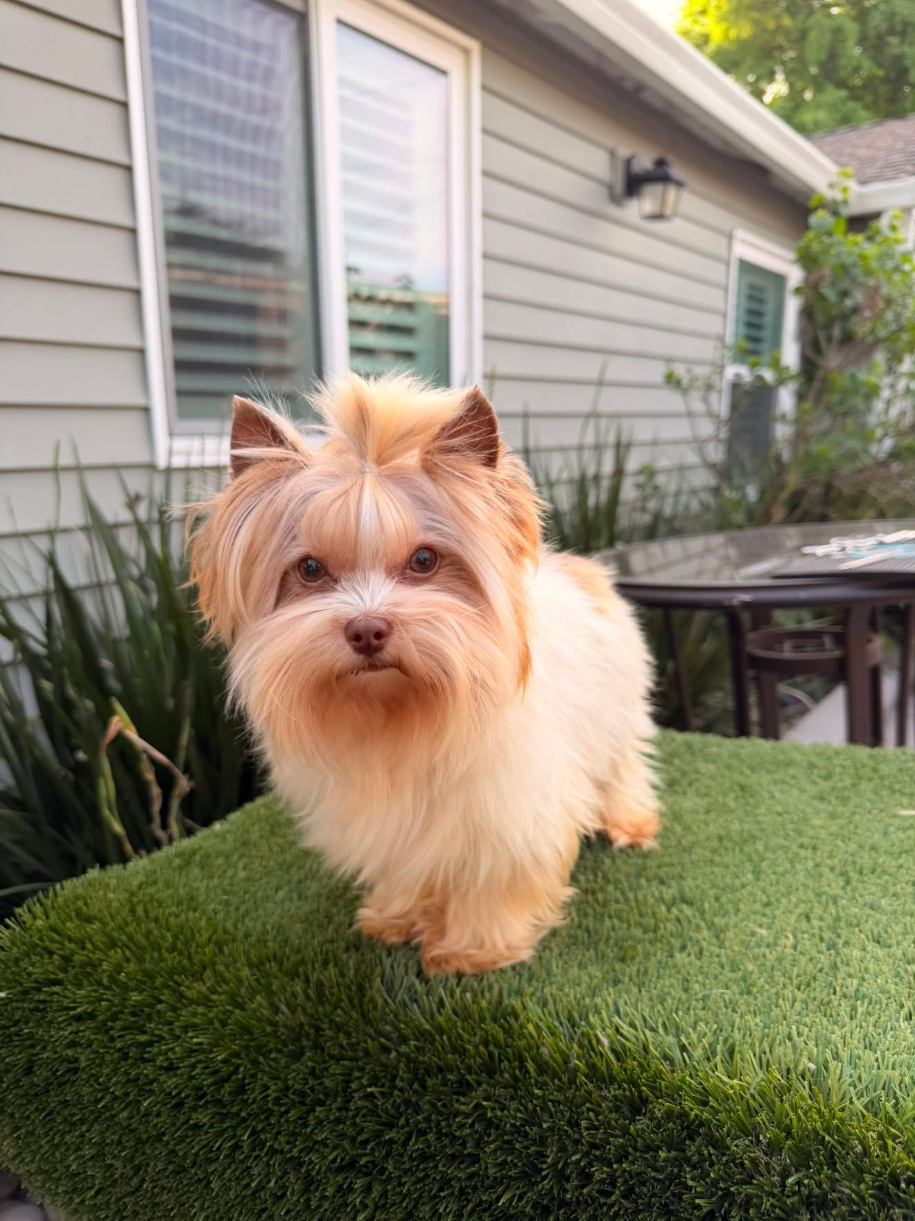 Luigi, light crème Yorkshire terrier