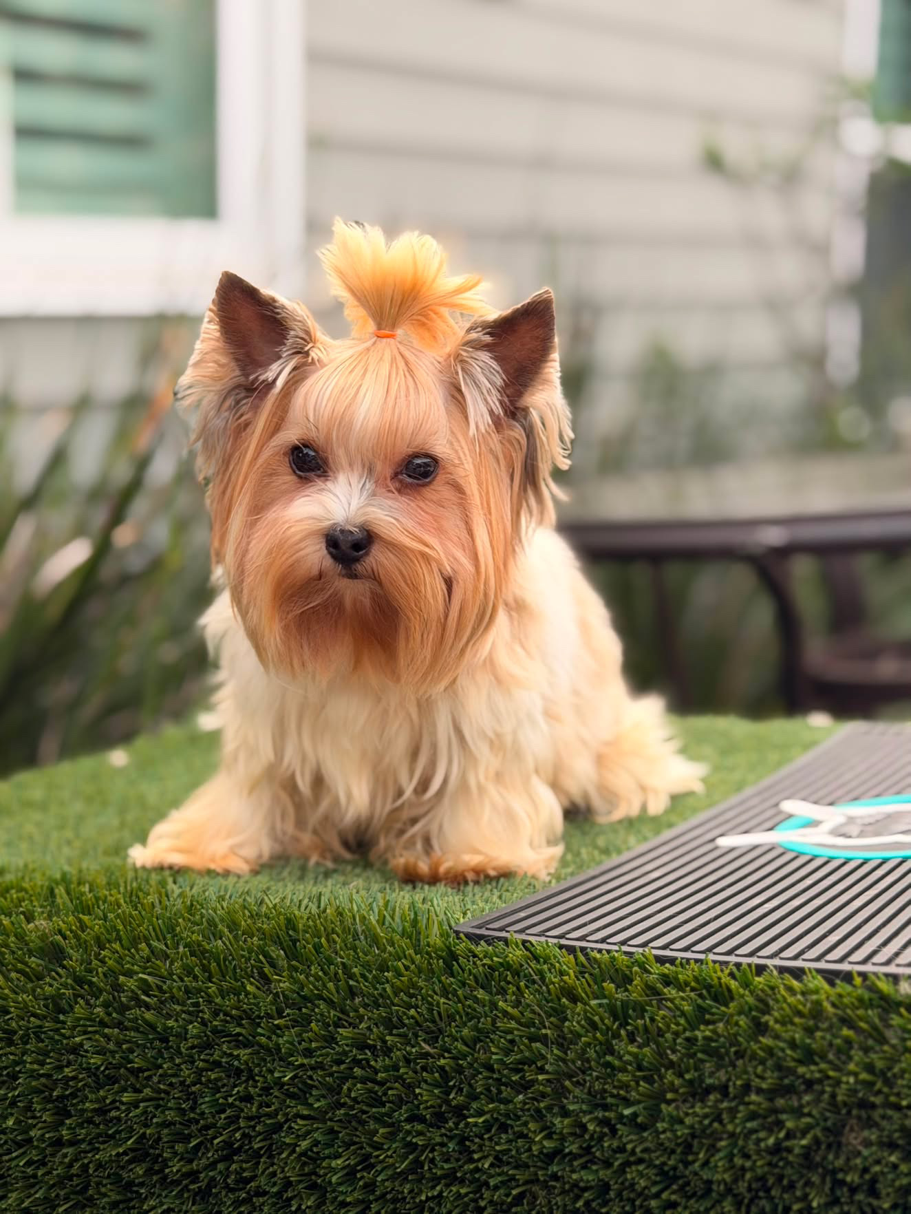 Mario, golden Yorkshire terrier